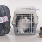 cat in a carrier on the floor next to a person and a luggage bag | Flying with Cats: The Ultimate Guide for Pet Parents