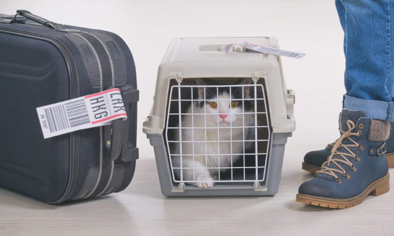 cat in a carrier on the floor next to a person and a luggage bag | Flying with Cats: The Ultimate Guide for Pet Parents