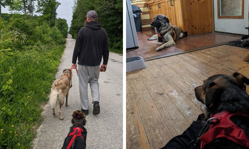 colagem mostrando dois cães se encontrando em uma caminhada e na casa | 10 perguntas a serem feitas antes de adotar um animal de estimação de resgate