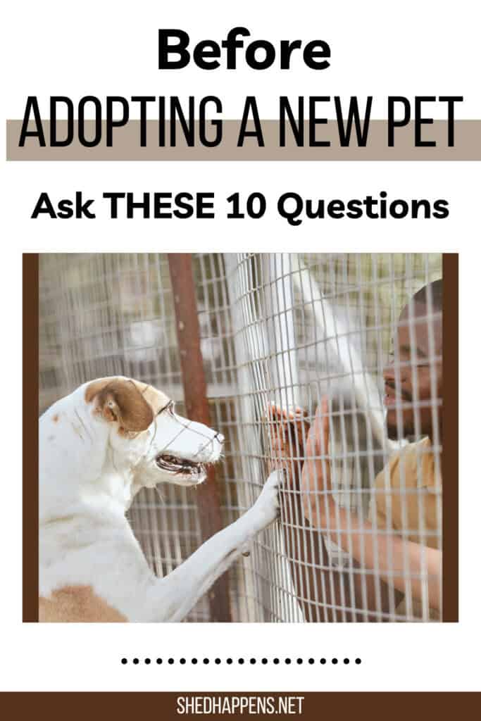 Pinterest Pin Gráfico mostrando um homem e um cachorro interagindo através das paredes de uma gaiola | 10 perguntas a serem feitas antes de adotar um animal de estimação de resgate
