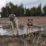 two dogs standing in a mud puddle | Spring Rain and Muddy Paws: Keeping Your Home Clean this Spring