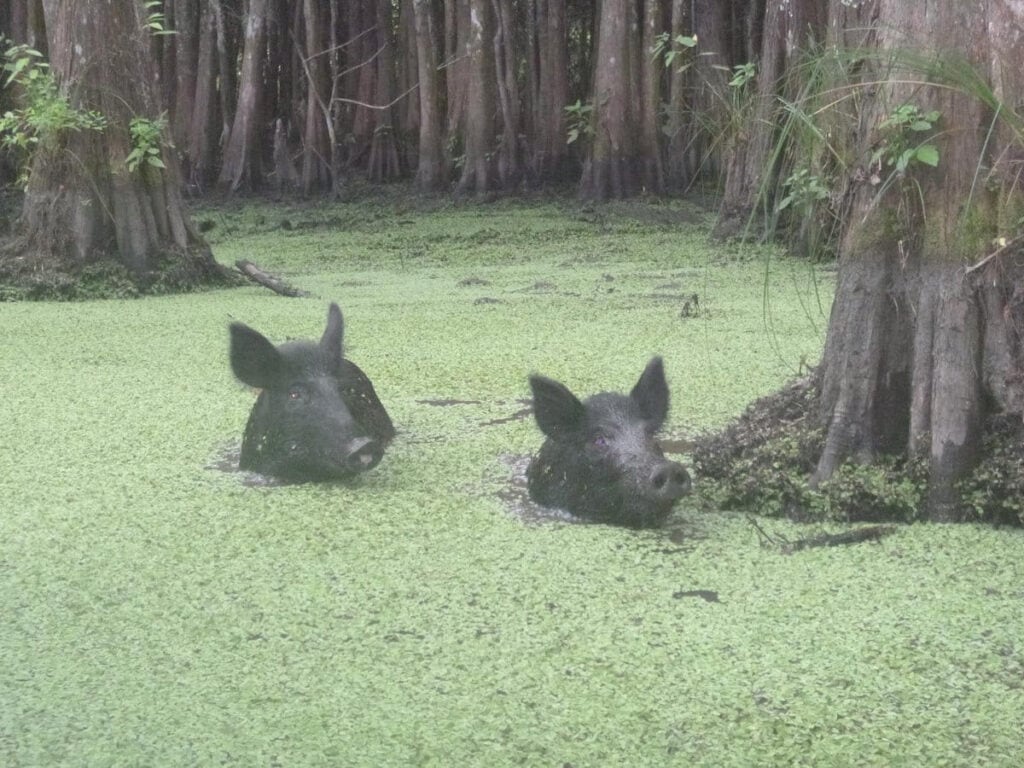 Top Outdoor Activities in Slidell, LA Swamp Wildlife