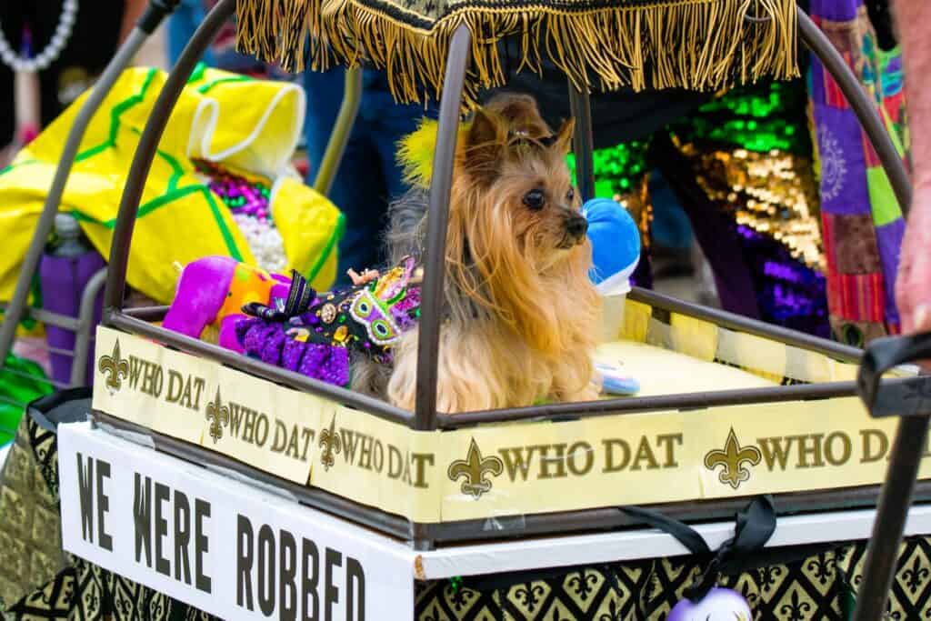 Krew De Paws of Old Towne