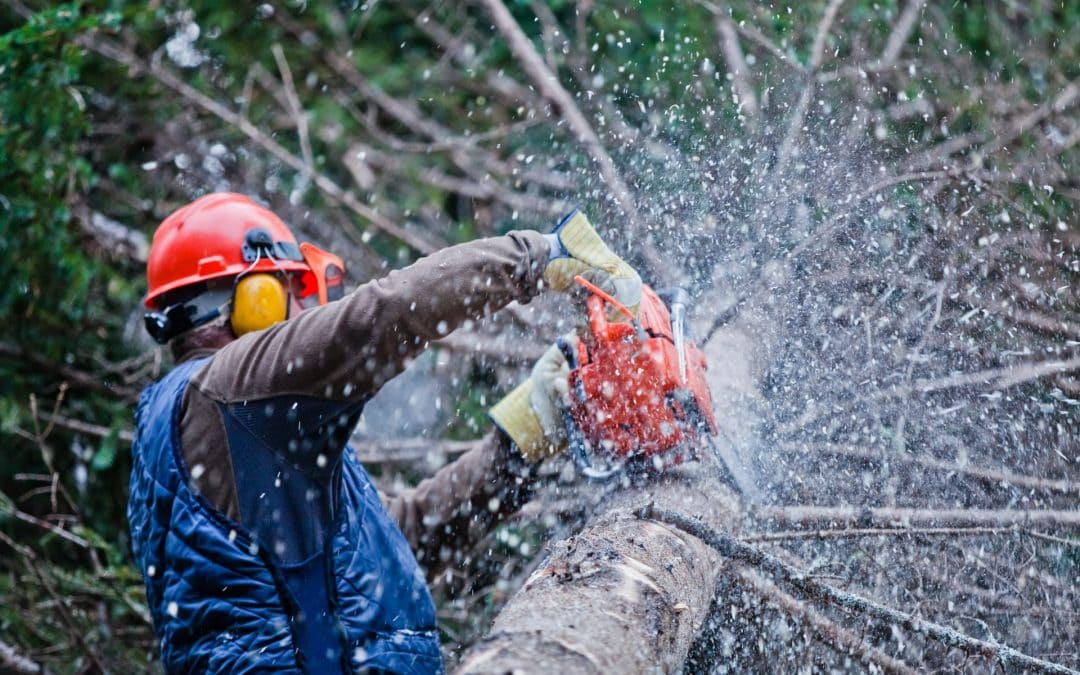 A Slidell Tree Service