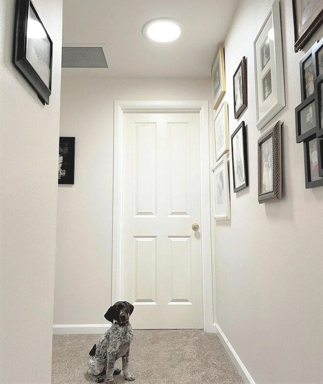 Solatube Installed In A Hallway With Dog Enjoying Natural Light