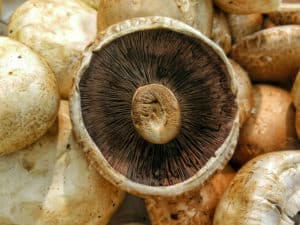 Portobello Steak Recipe | Spiro Health and Wellness