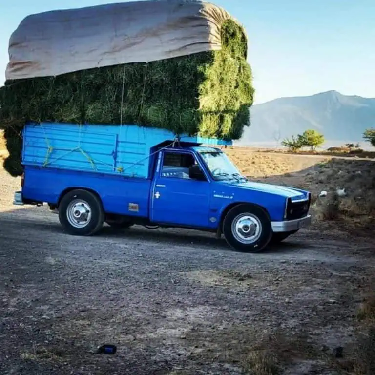 نیسان با بار یونجه از بغل