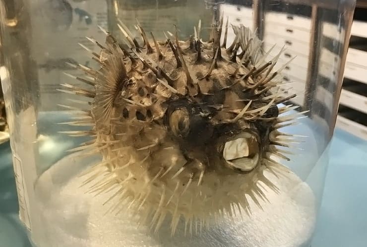 NC_MONS - Naturalist Center