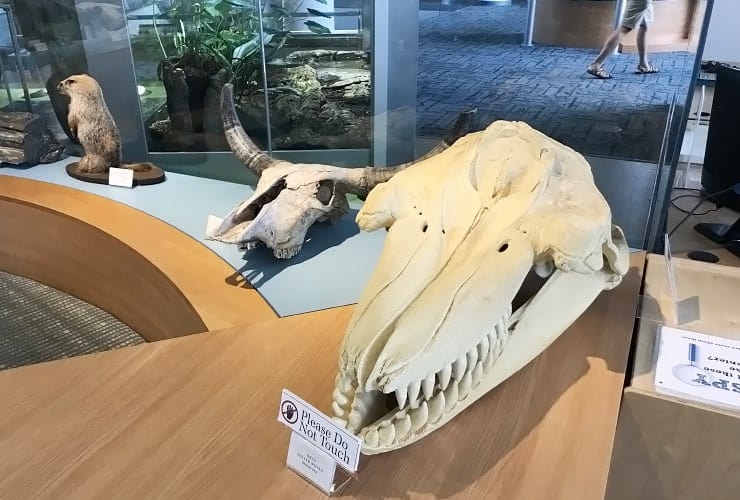 NC_MONS - Naturalist Center