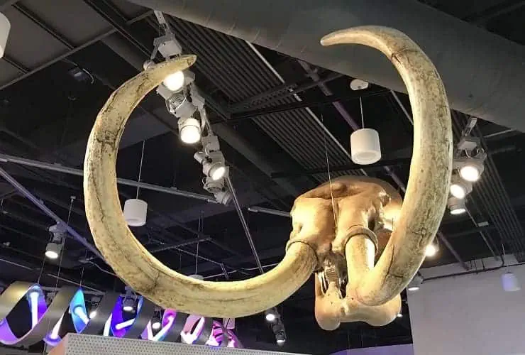 NC Museum of Natural Sciences - Ancient Fossils, New Discoveries