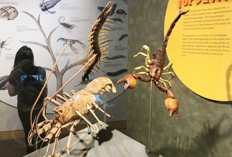 NC Museum of Natural Sciences - Arthropod Zoo
