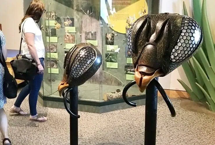 NC_MONS - Arthropod Zoo