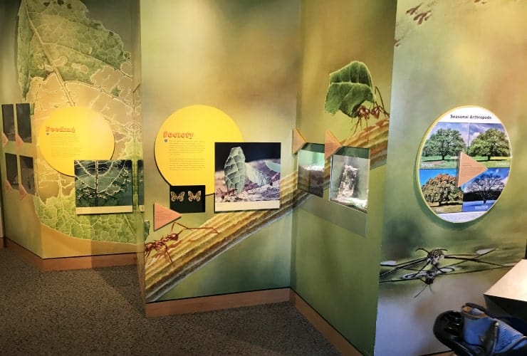 NC_MONS - Arthropod Zoo