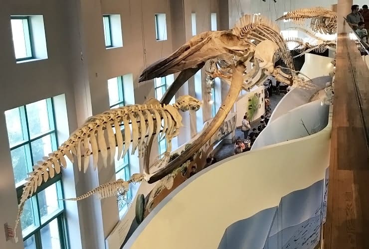 NC Museum of Natural Sciences - Coastal North Carolina Overlook
