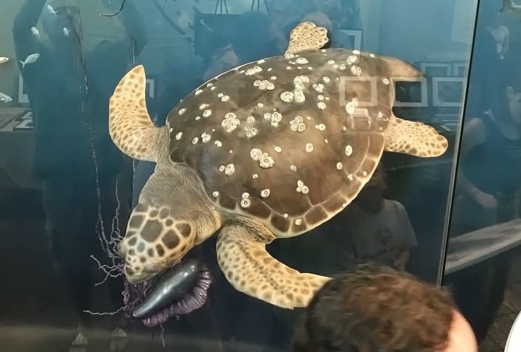 NC Museum of Natural Sciences - Coastal North Carolina