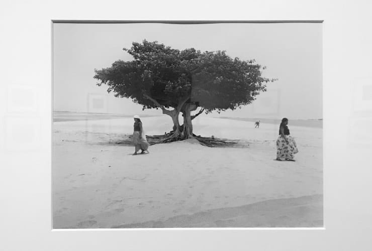 NCMA_Photography - Árbol de la vida, México
