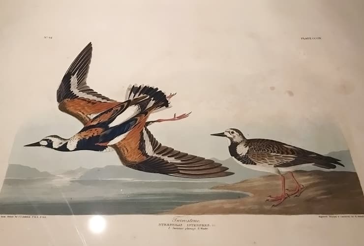 NCMA_Audubon - Print