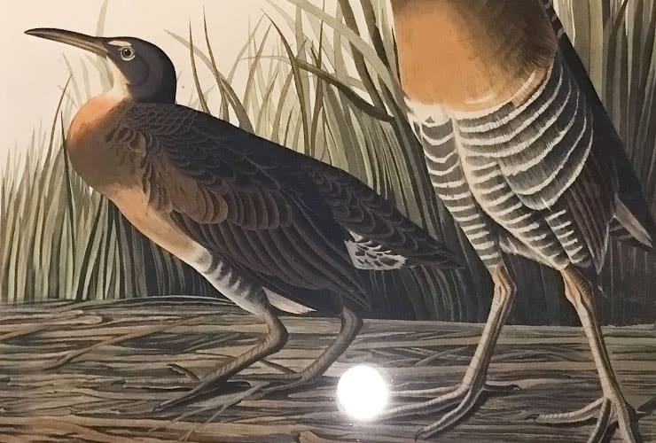 NCMA_Audubon - Print