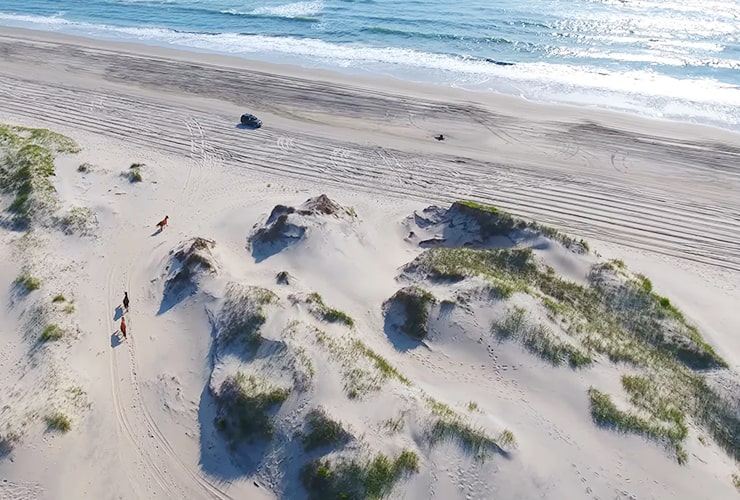 Outer Banks Beach + Wild Mustangs