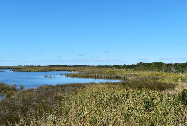 Outer Banks Marshland