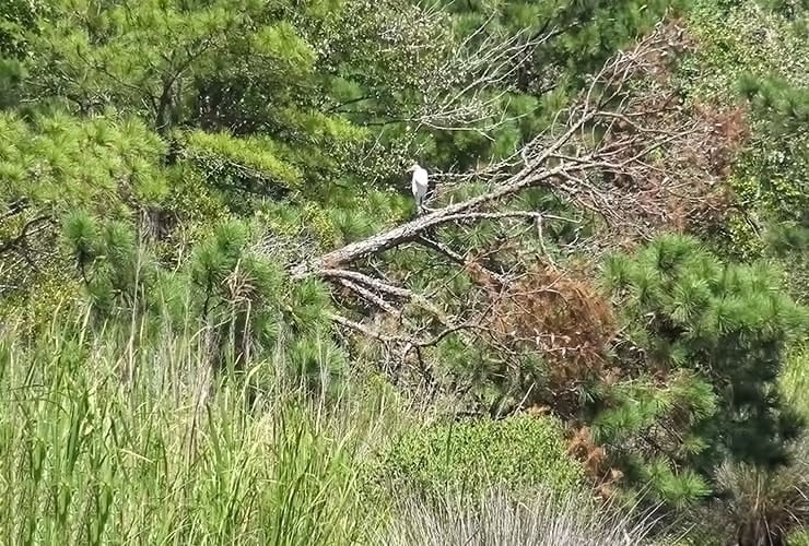 07_05_upper_outer_banks_egrets-min