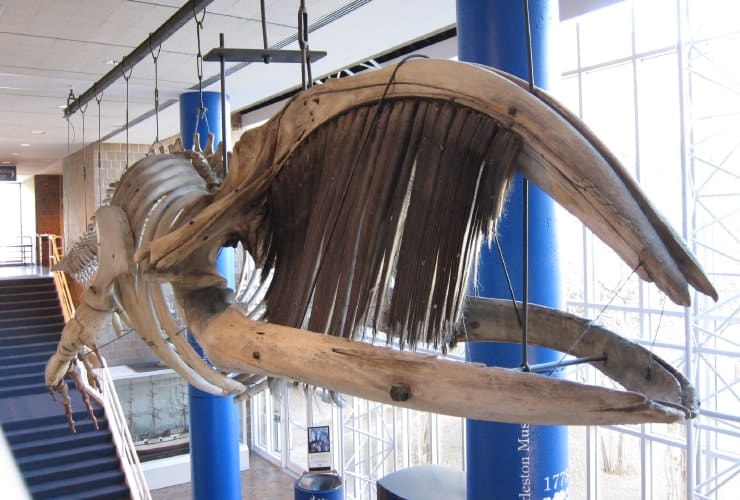 The Charleston Museum - Charleston South Carolina