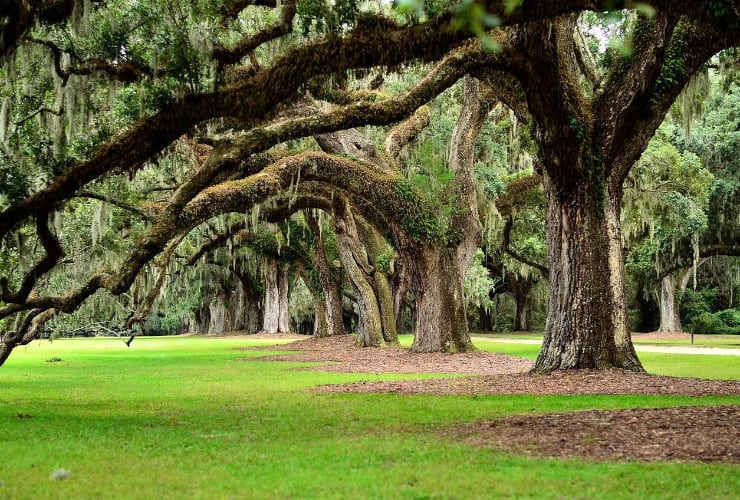 Boone Hall Plantation Trees