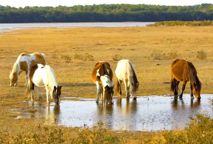 001_01 wild-pony-min