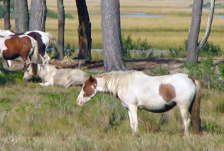 03_02_03 horses-min