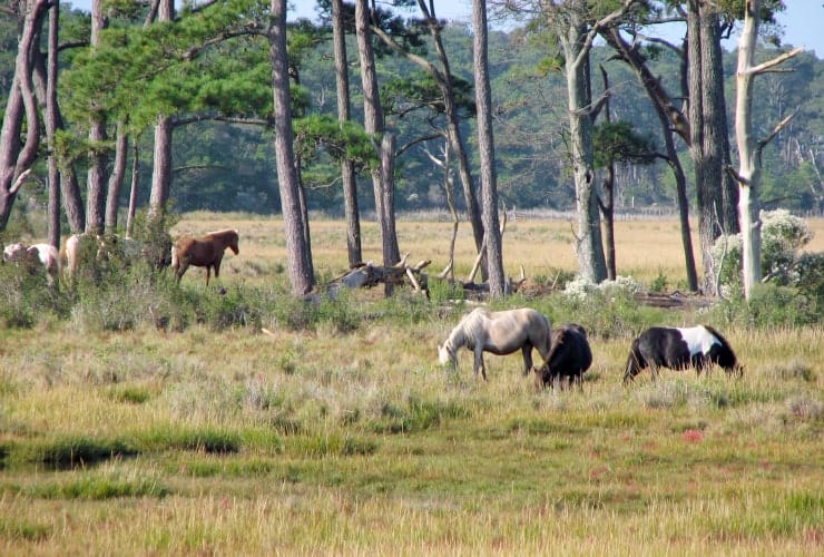 03_02_04 horses-min