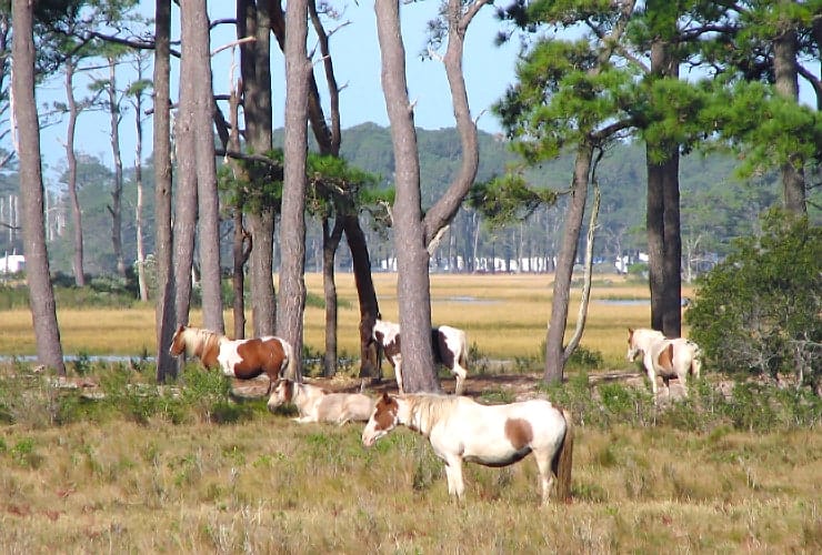 03_02_05 horses-min