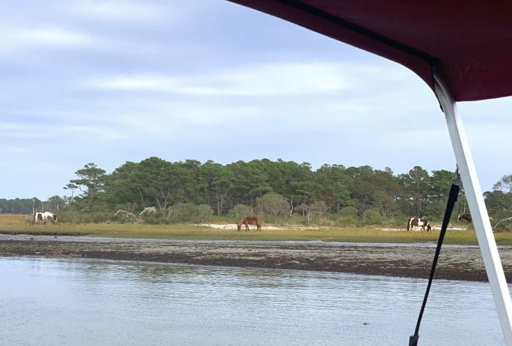 04_02_01 horses-min