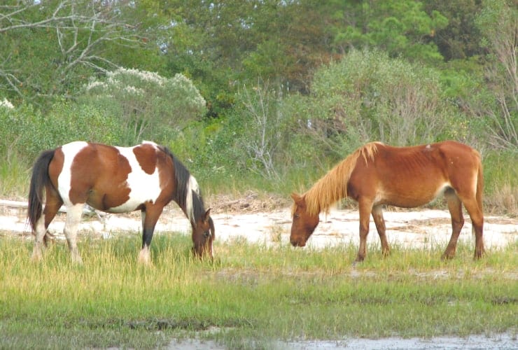 04_02_02 horses-min
