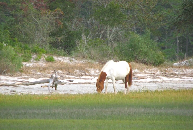 04_02_03 horses-min