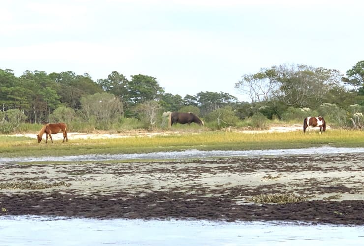 04_02_04a horses-min