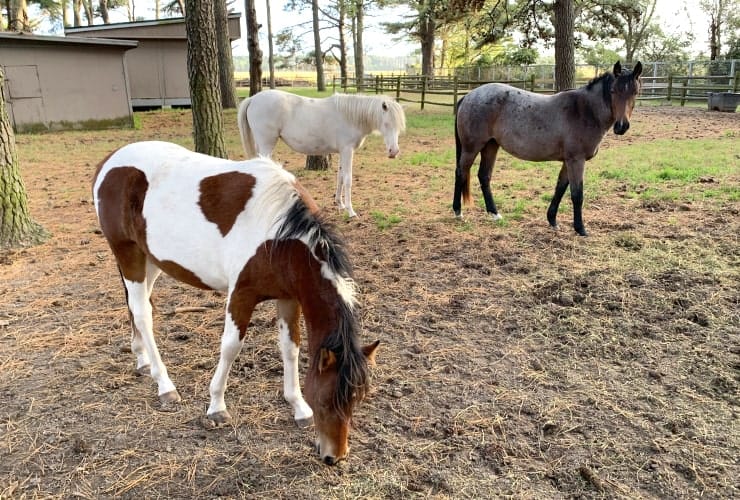 06_02_02 horses-min