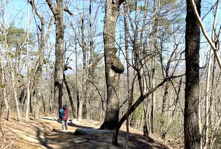 Unique Tree with Bubble Outgrowth