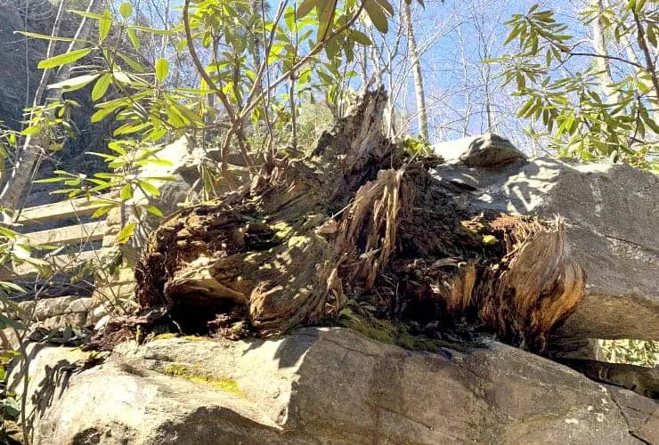 Windows Falls Huge Tree Stump