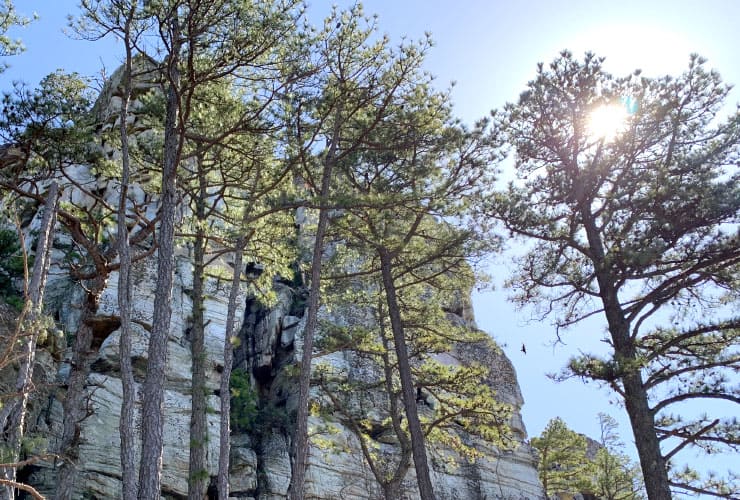 Sunlit Hawk Above Big Pinnacle Pilot Mountain State Park