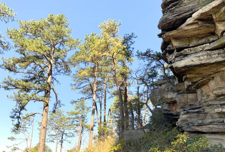 Trees Below Big Pinnacle on Pilot Mountain