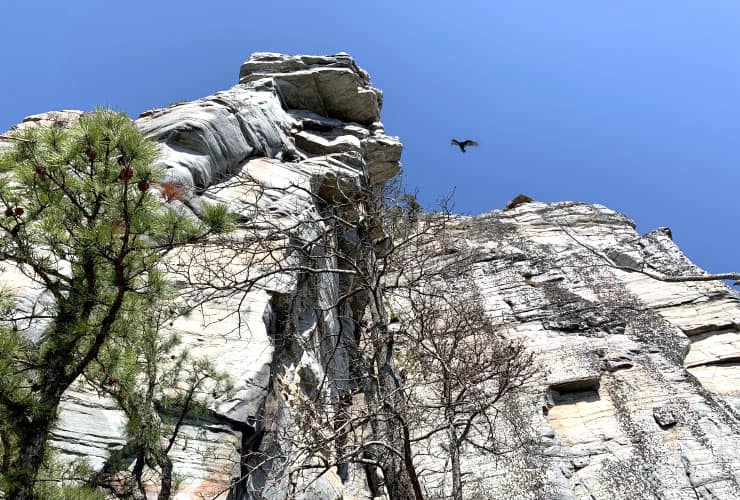 Bird Flying Above Big Pinnacle
