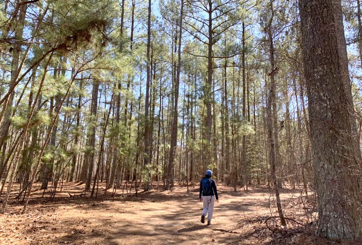 Tall Pine Trees