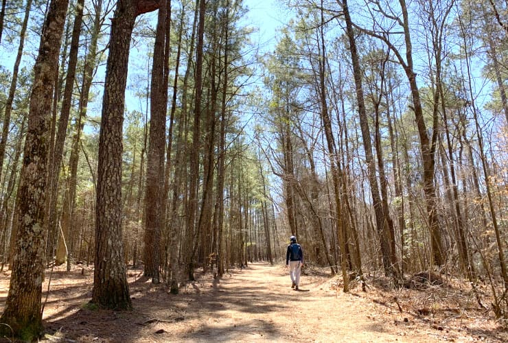 Morning Walk in in the Woods