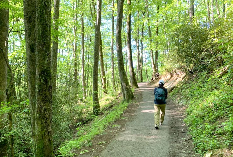 Laurel Falls Trail Path