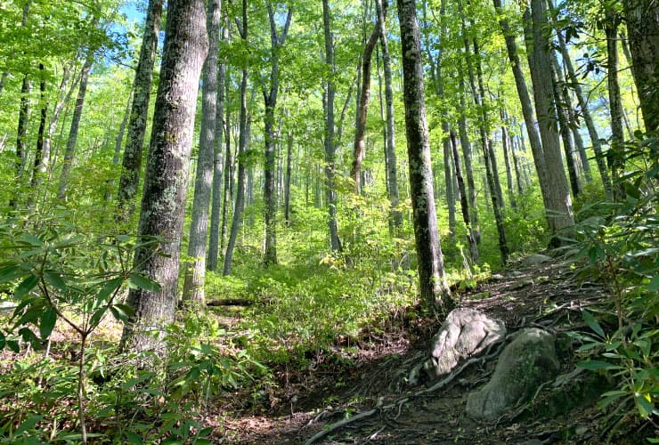 Great Smoky Mountains Hiking Trails Forest