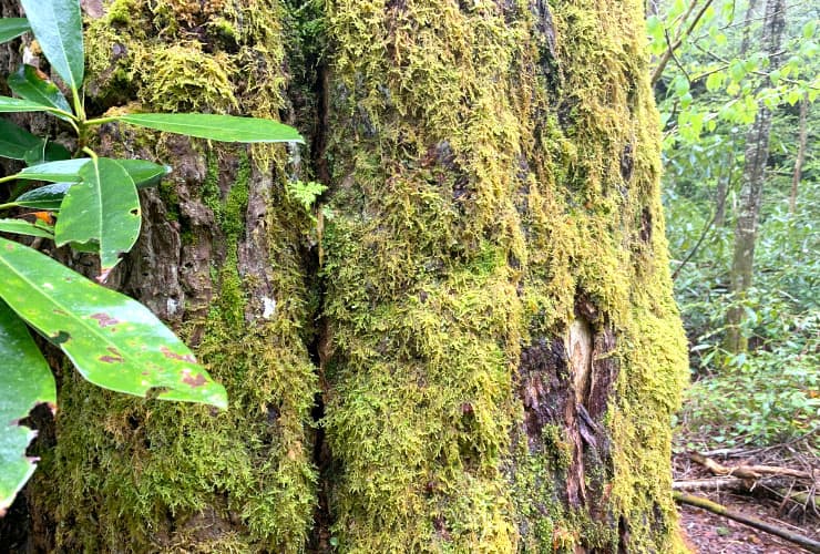 01b_03_moss_tree_alum_cave_bluffs_trail