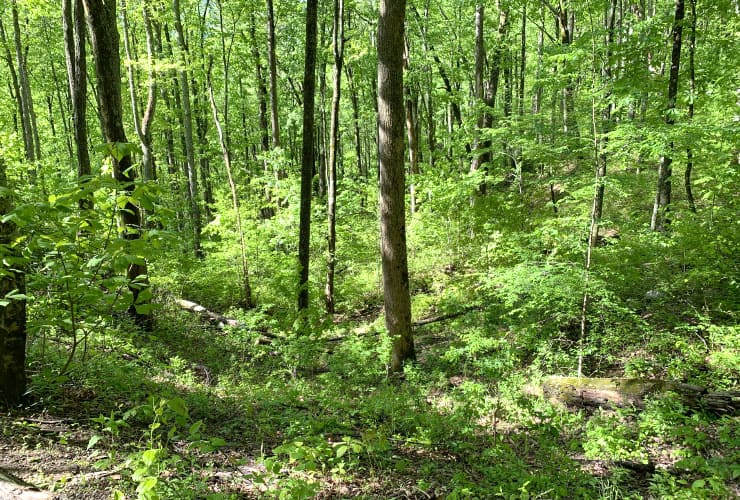 Laurel Falls Trail Forest