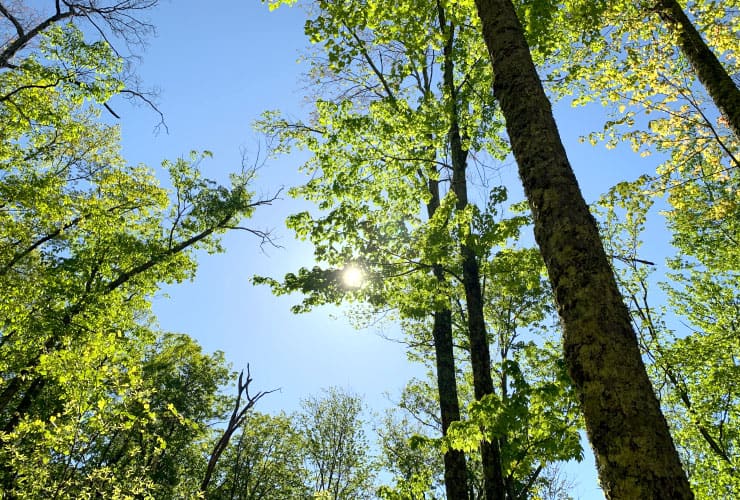 Sunlit Trees Great Smoky Mountains Hiking Trails
