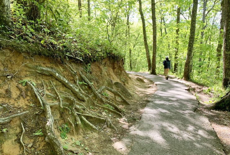 Tree Roots GSMNP Laurel Falls Trail