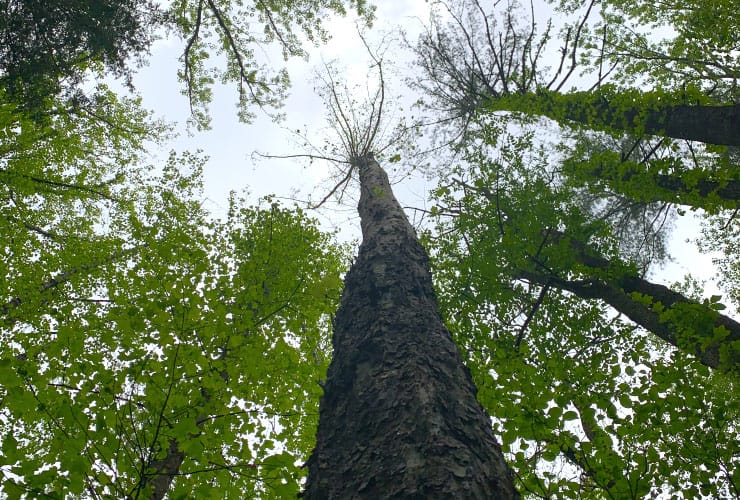 Sycamore Tree Great Smoky Mountains Hiking Trails